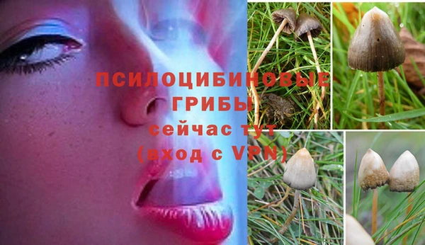 ПСИЛОЦИБИНОВЫЕ ГРИБЫ Балабаново